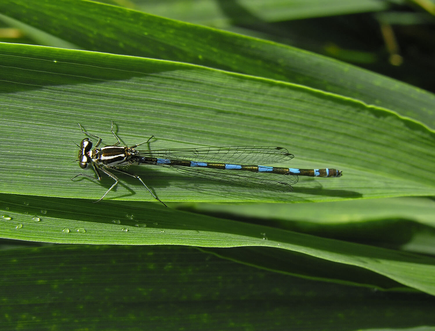 Female Variable Damselfly by David Kitching